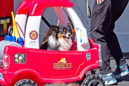 Marketing - Team Zoom - wombat_in_fire_truck