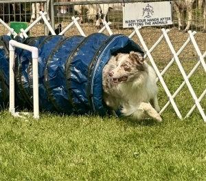 Renegade leaving tunnel