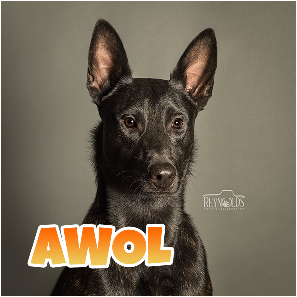 Photo of Awol