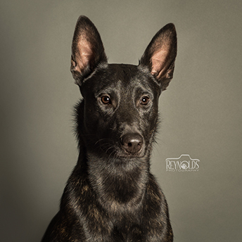 Meet the Team - Team Zoom - awol_head_shot