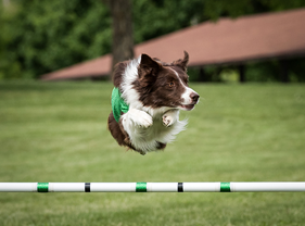 Professional Stunt Dogs Company in Louisville KY - Team Zoom - fun