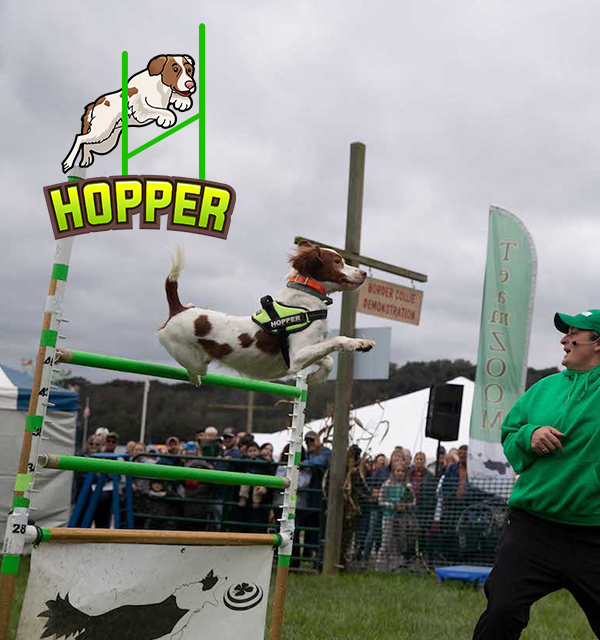 Team ZOOM: Stunt Dog Shows & Entertainment Across Ohio & The Midwest - hopper-home