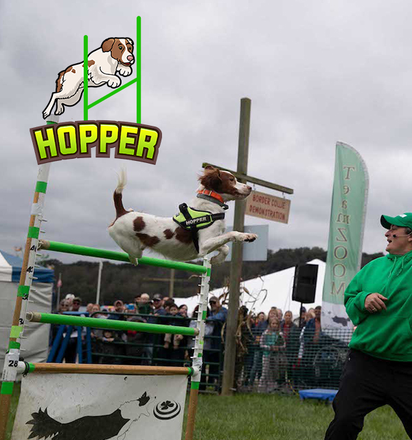 Photo of a Stunt Dog Entertainment