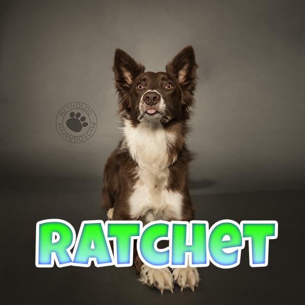 Photo of Ratchet