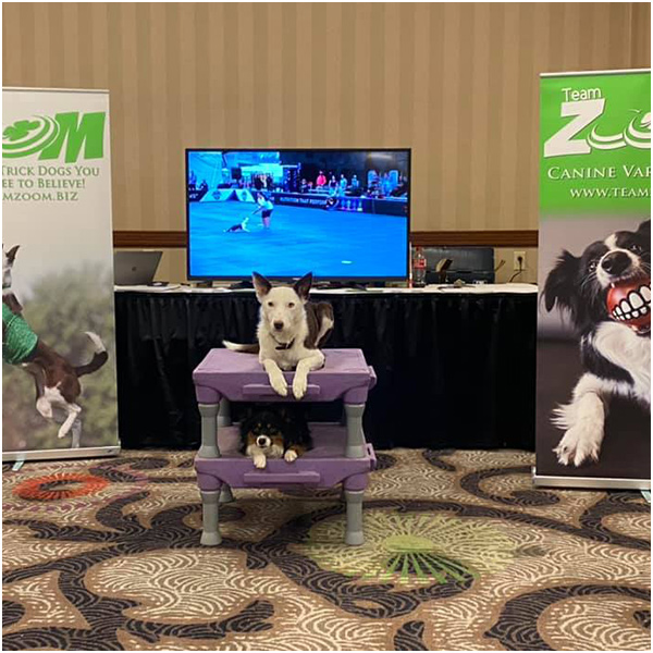 Stunt Dog Variety Shows Across Ohio & The Midwest | Team ZOOM - remote