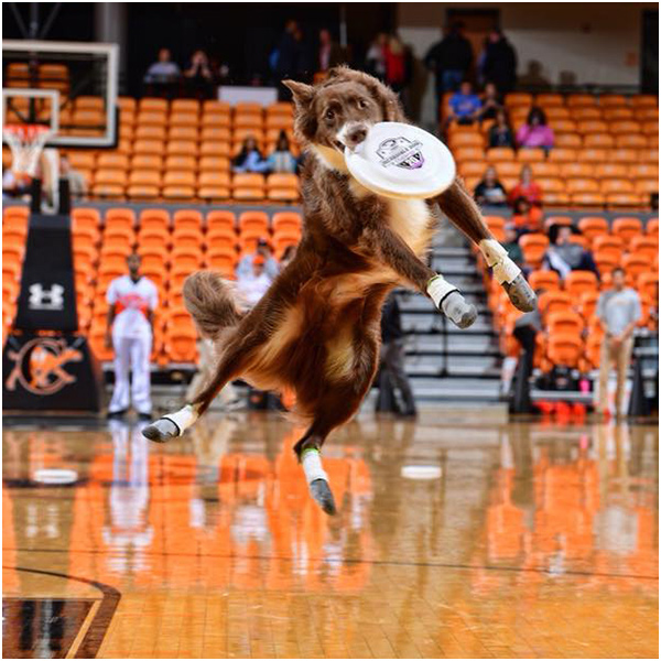 Dog halftime shows and performance photo