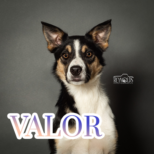 Photo of Valor