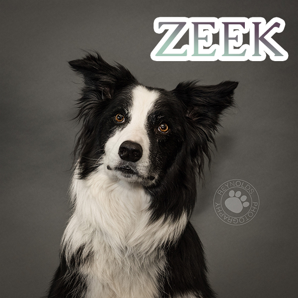 Photo of Zeek