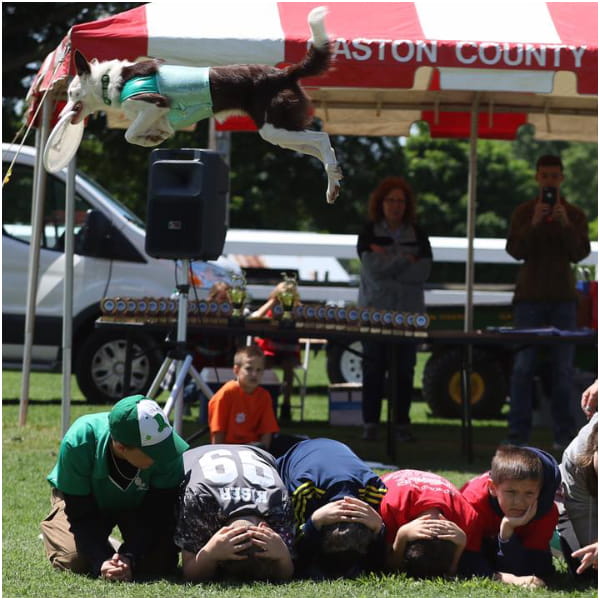 Photo of a Dog Stunt