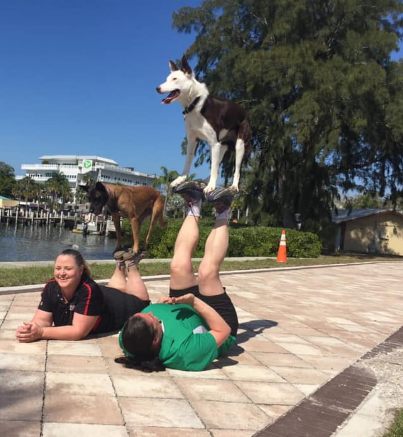 Team ZOOM: Stunt Dog Shows & Entertainment Across Ohio & Midwest